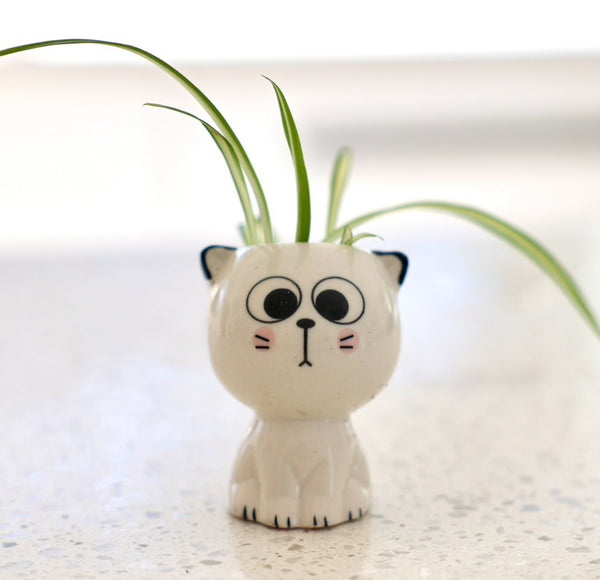 Petit pot chat mignon pour petite plante et bouture