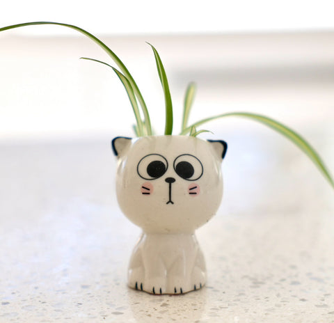 Petit pot chat mignon pour petite plante et bouture