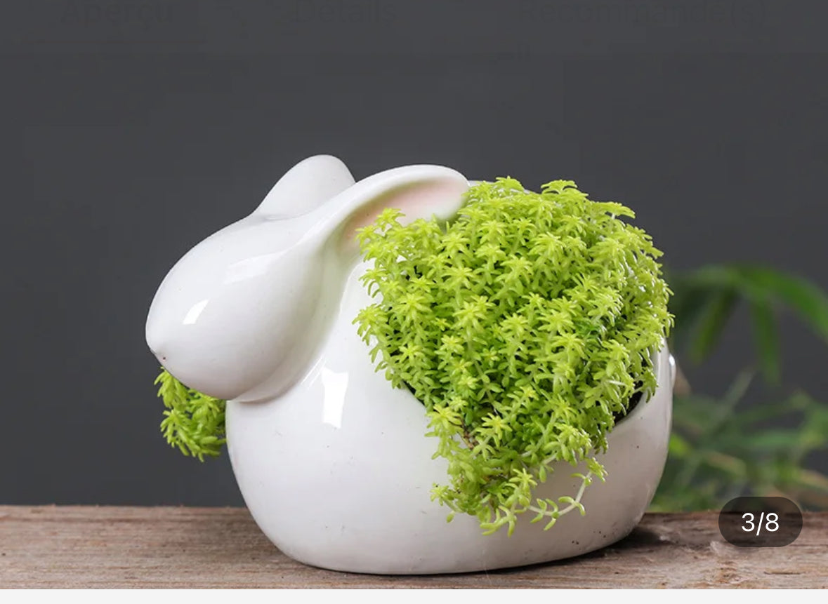 Un petit 🐇 couché pour petites plantes