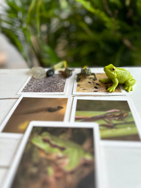 Le cycle de la nature. Cartes & figurines Montessori.